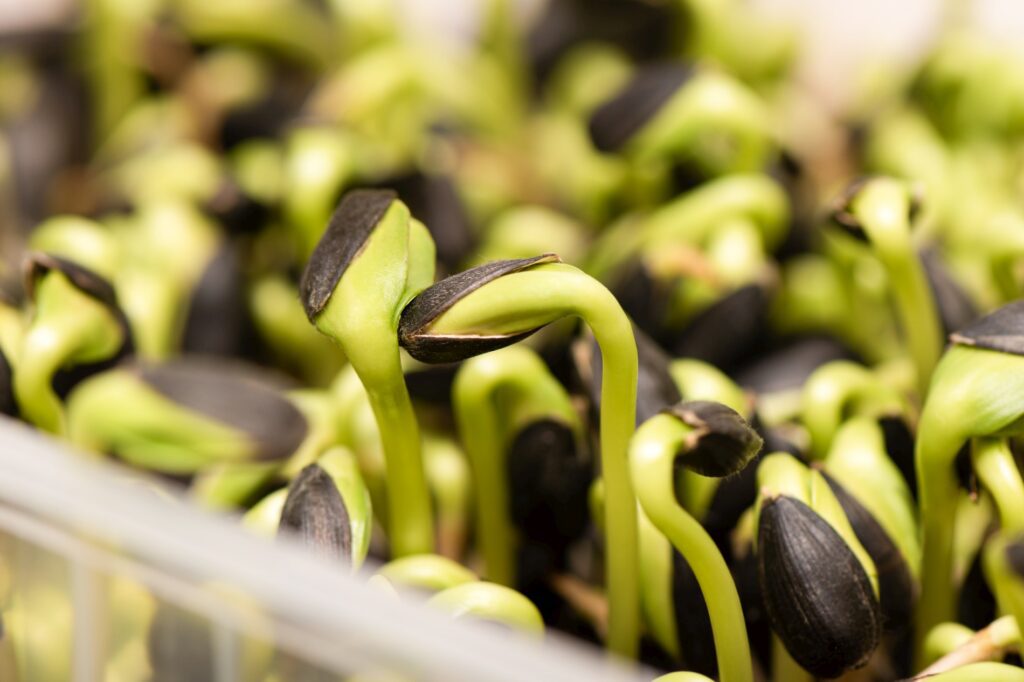 Adroit Solutions in the Agriculture Industry